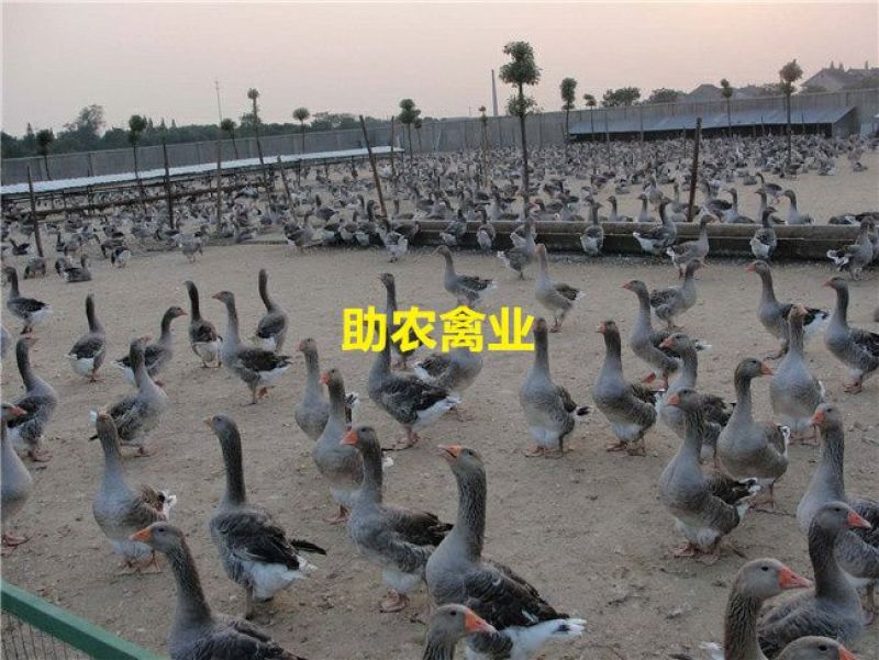朗德鹅苗