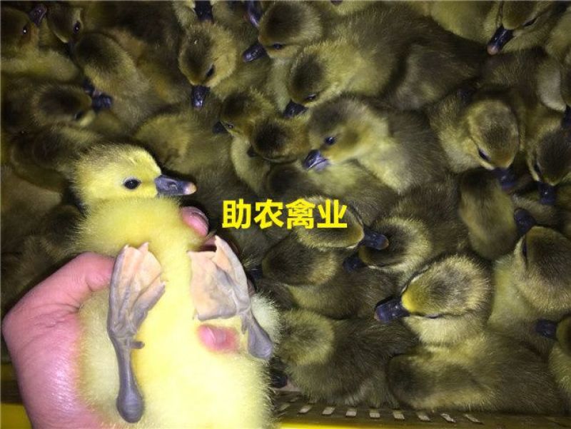 朗德鹅苗