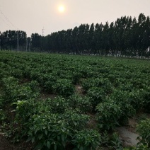 线椒