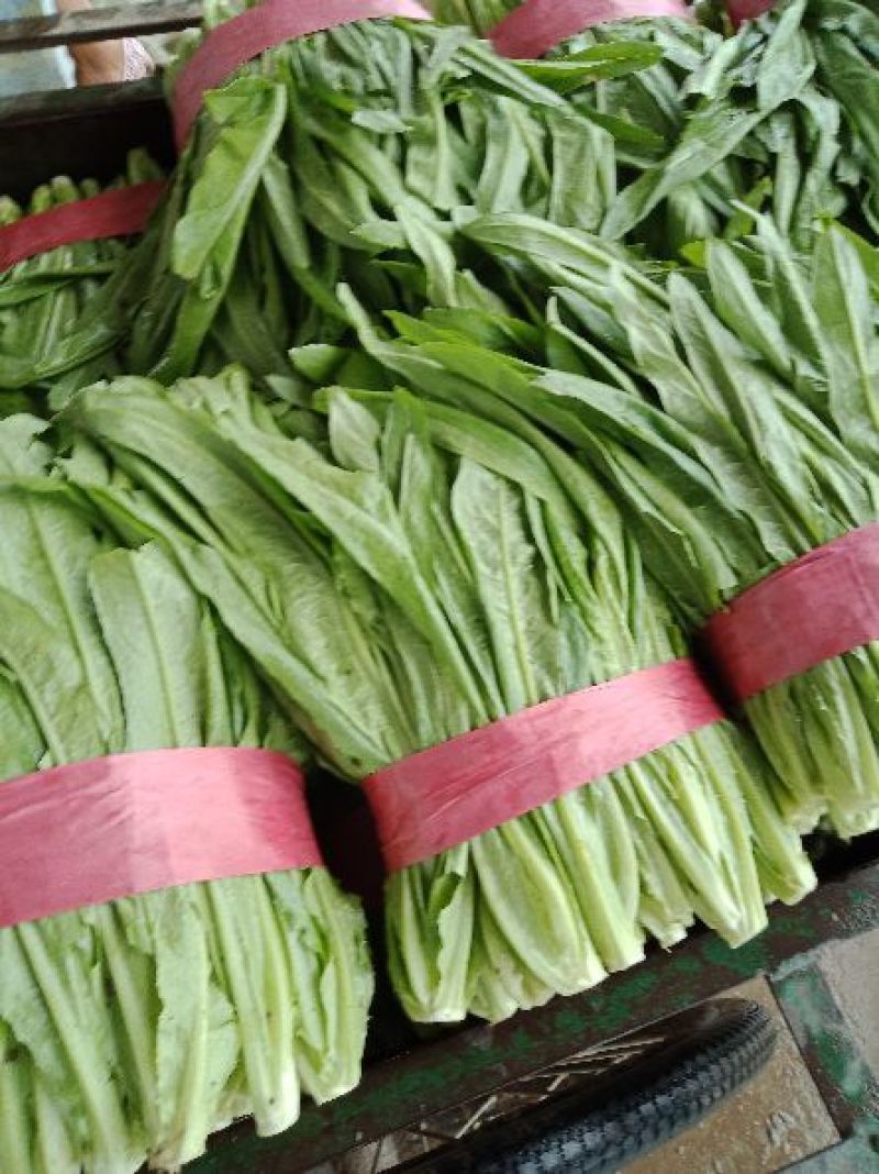 精品油麦菜，产地直供以客户满意为宗旨，量大从优
