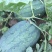 龙卷风西瓜8斤打底8成熟1茬