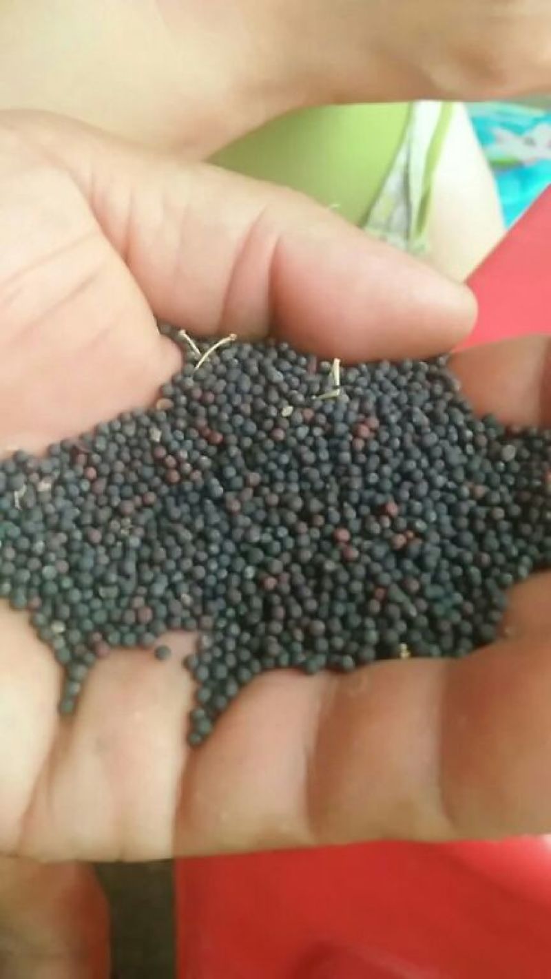 常年提供优良菜籽