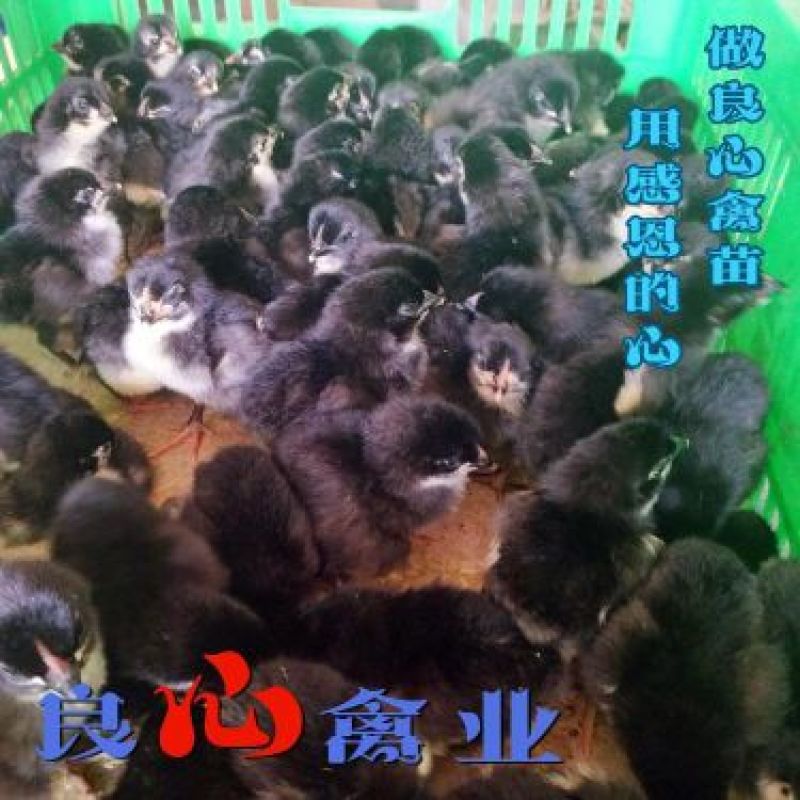 基地直销优质快大黑鸡苗另有快大青脚麻鸡苗