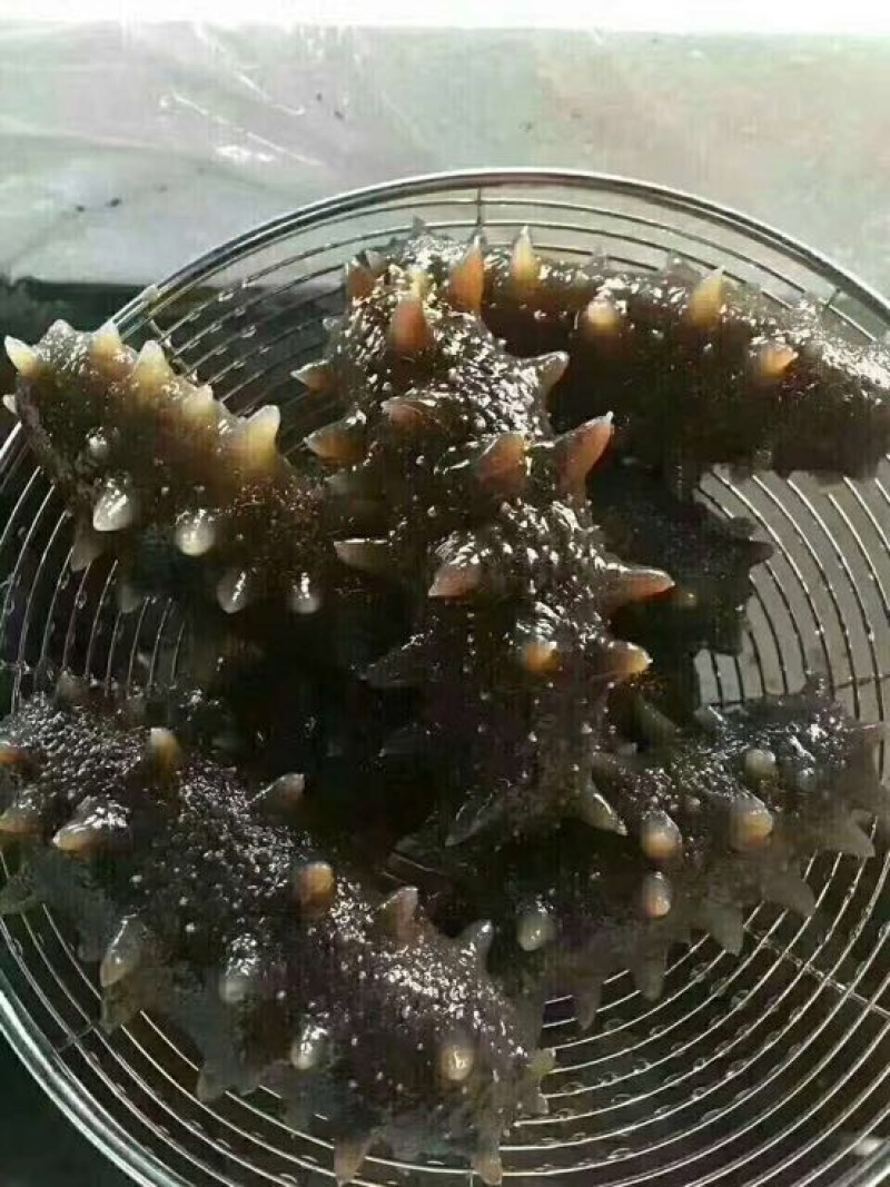 海参食用盐干