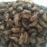 【精品】蝉蜕量大从优大量现货欢迎在线咨询！