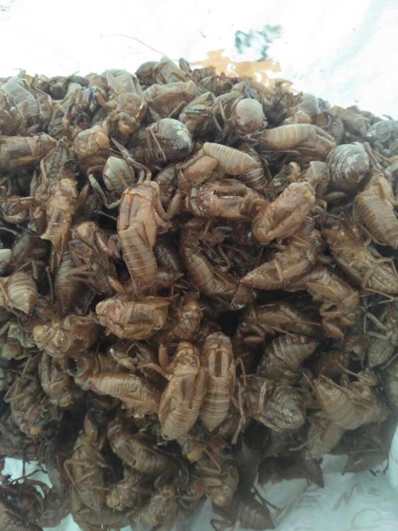 【精品】蝉蜕量大从优大量现货欢迎在线咨询！
