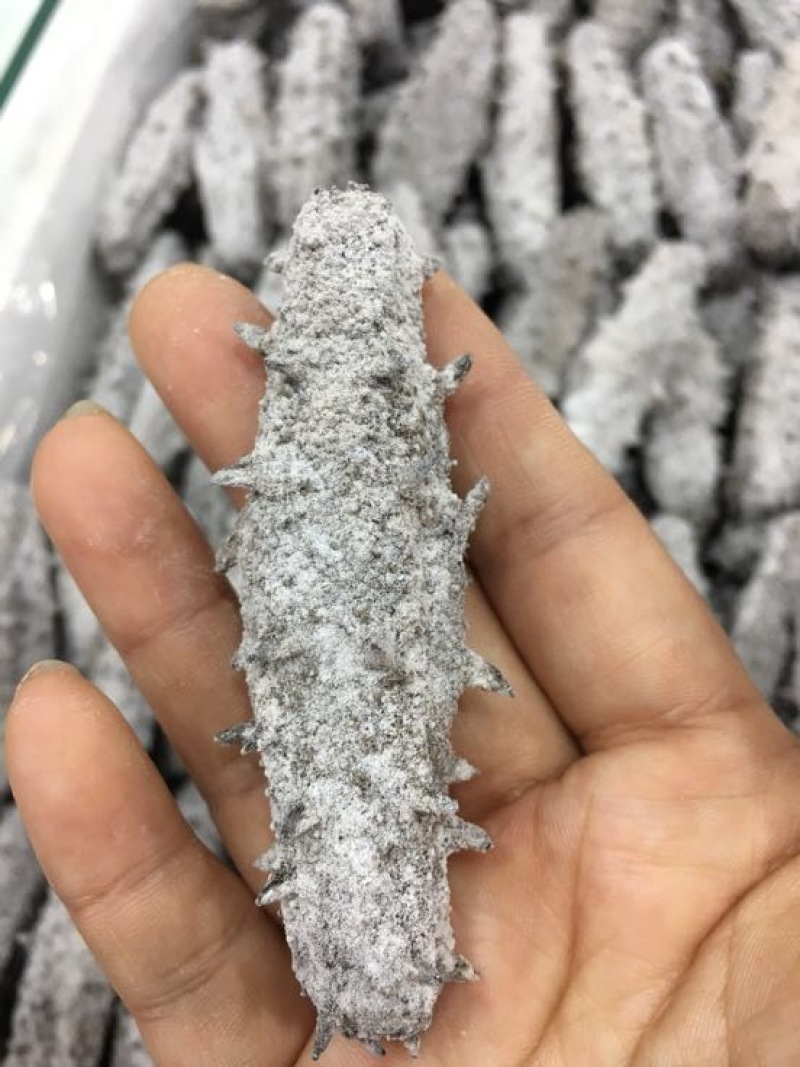 海参食用淡干深海底播海参一件代发