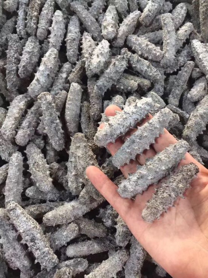 海参食用淡干深海底播海参一件代发
