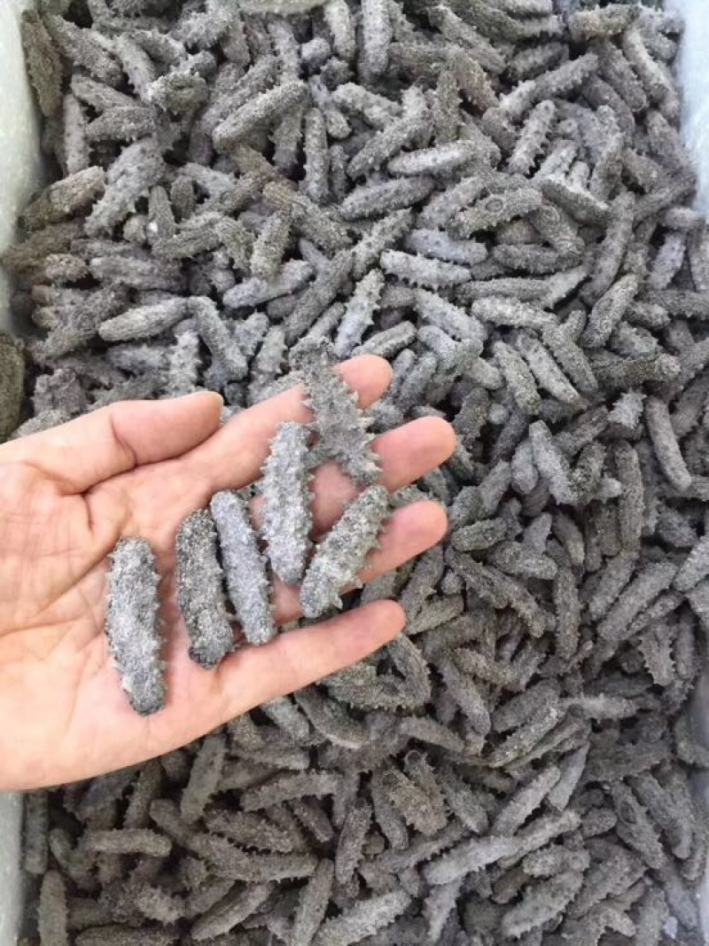 海参食用淡干深海底播海参一件代发