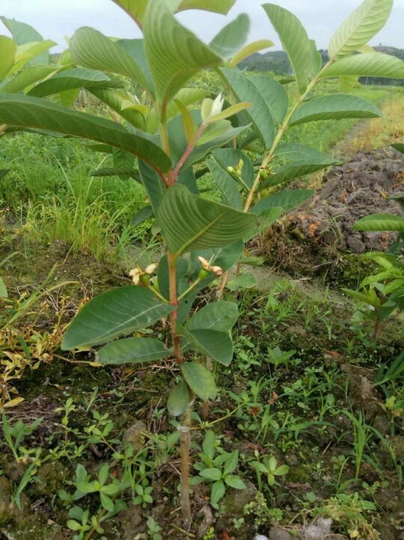 【芭乐树苗】广西四季番石榴苗基地直发质量保证欢迎采购