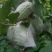 【番石榴苗】白心番石榴苗易种植好管理质量保证欢迎采购