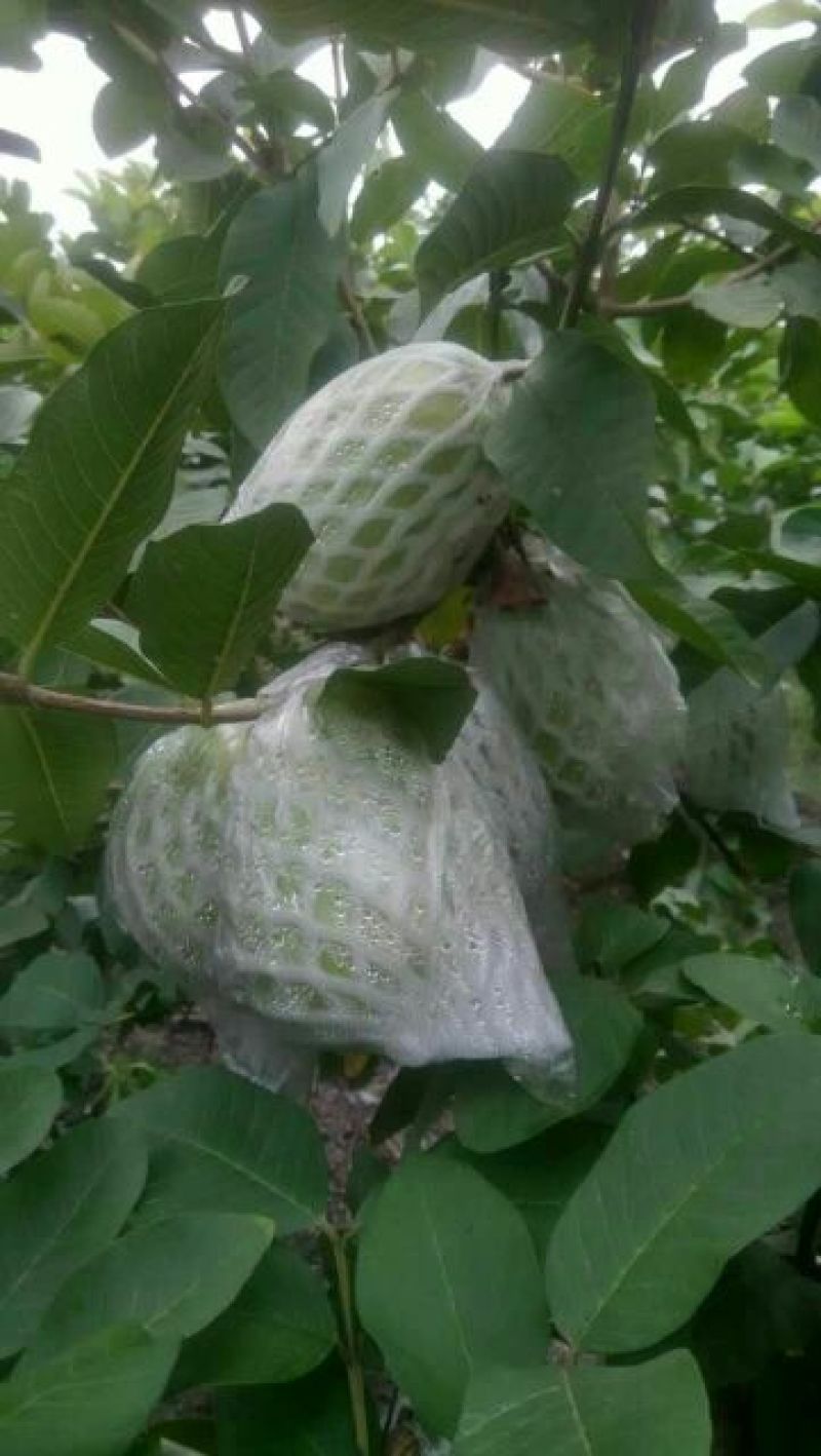 【番石榴苗】白心番石榴苗易种植好管理质量保证欢迎采购
