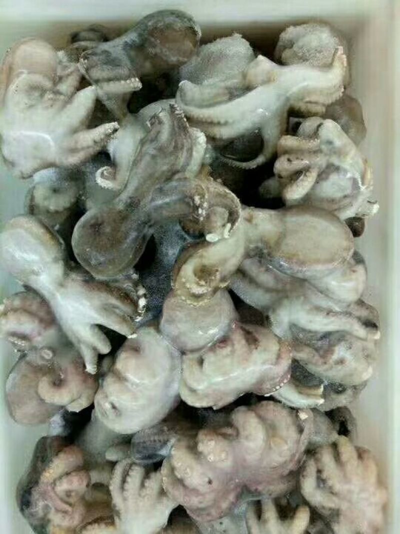 八爪鱼