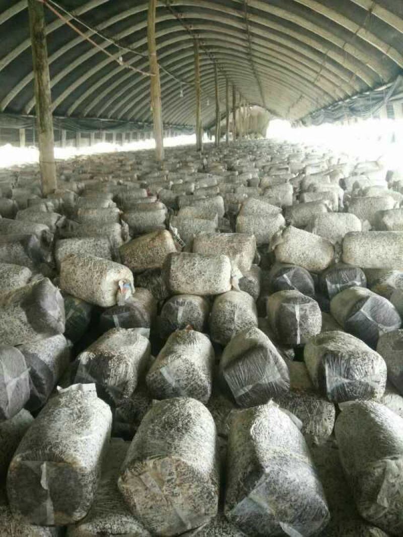 平菇菌棒，提前预定有优惠