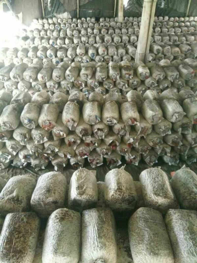 平菇菌棒，提前预定有优惠