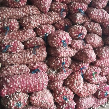 山东单县川蒜苔蒜货源充足，大吨位供货！！