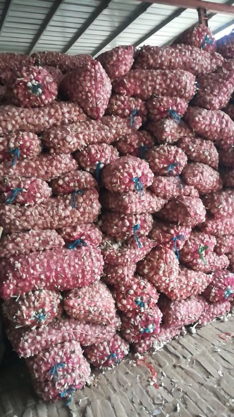 山东单县川蒜苔蒜货源充足，大吨位供货！！