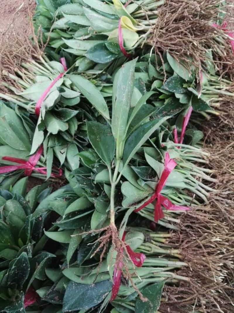 非洲茉莉