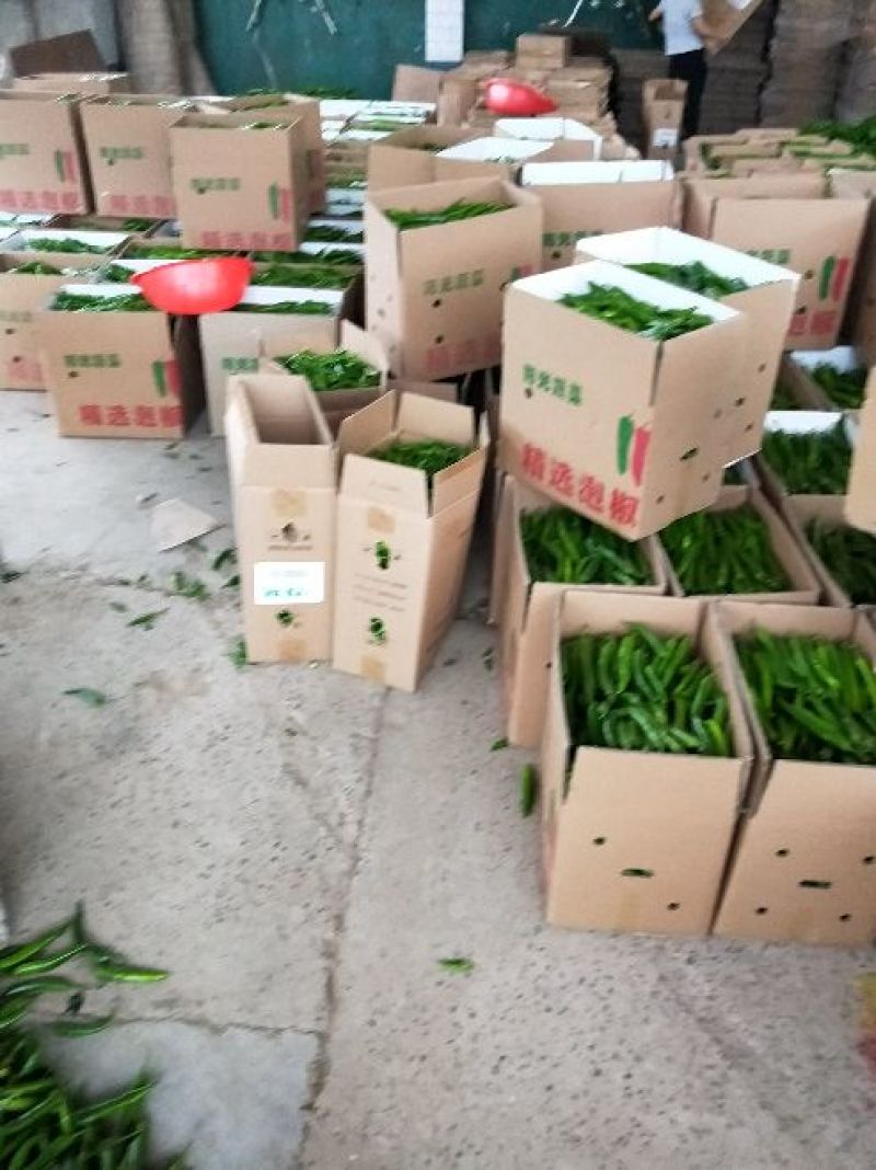 河南辣椒15~20厘米专业代办。中辣。青。。。。
