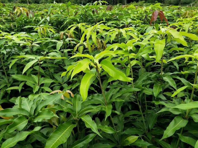 台农芒果苗，金煌芒果苗，四季芒果苗，大小规格都有