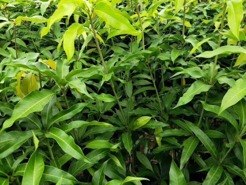 台农芒果苗，金煌芒果苗，四季芒果苗，大小规格都有