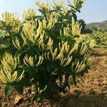 金银花苗