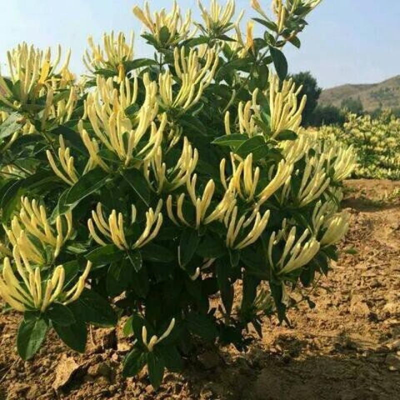金银花苗