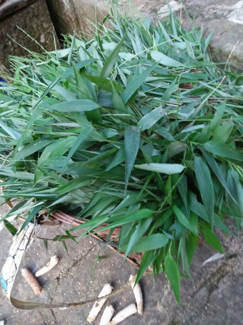 淡竹叶