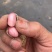花育25花生鲜货带壳大量上市