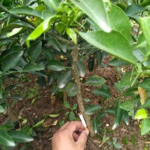 柚子树苗