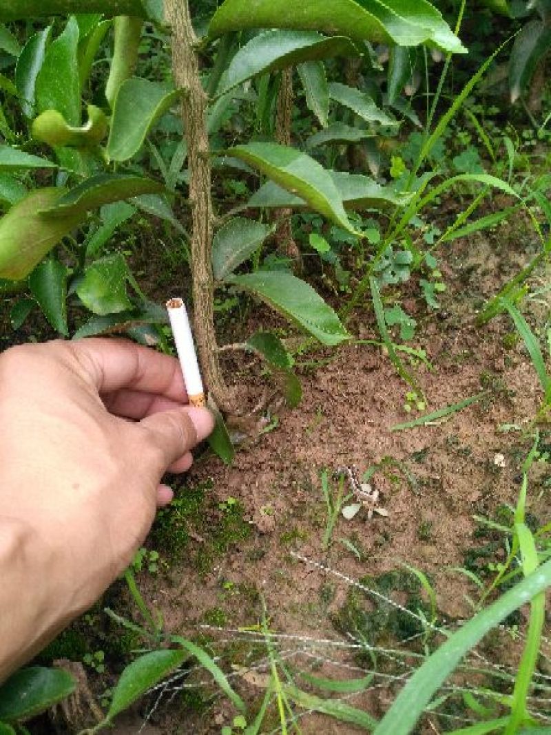 柚子树苗