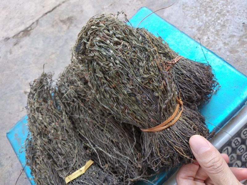 独角金广西本地货短脚