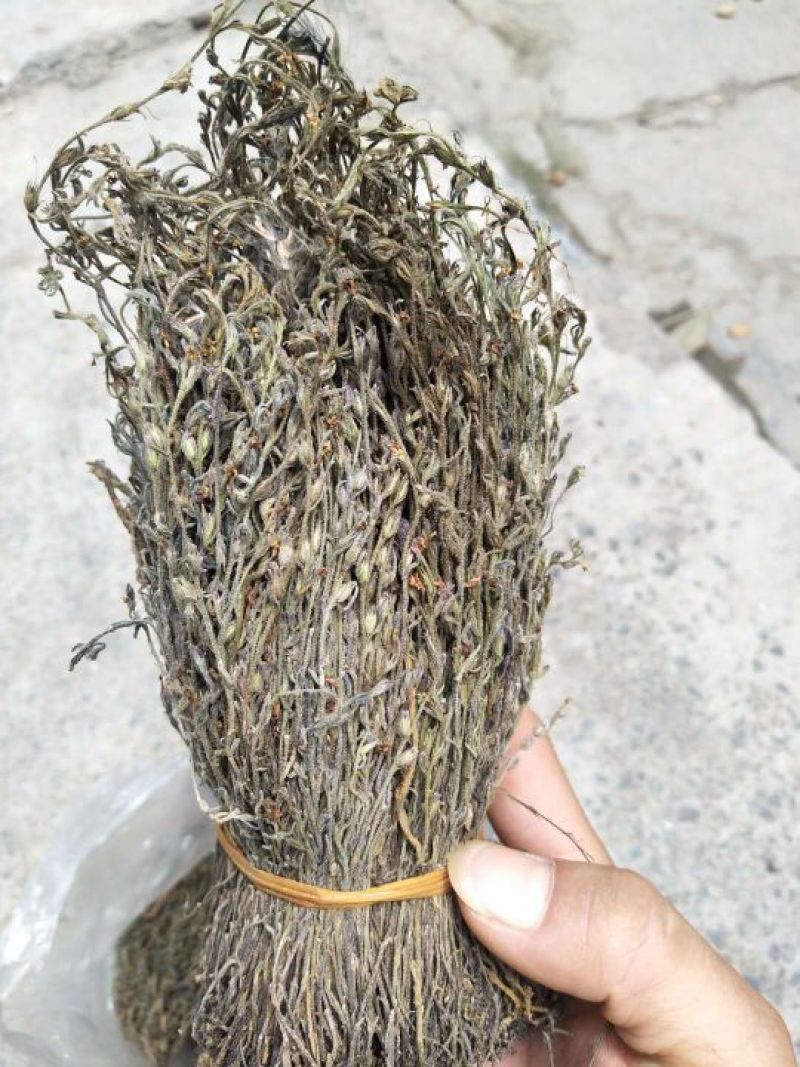 独角金广西本地货短脚