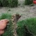优质马尼拉草皮