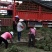 优质马尼拉草皮