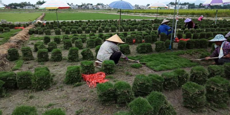 优质马尼拉草皮