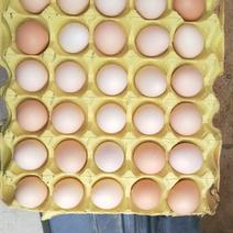 精品河南农大3号土鸡蛋粉蛋全国发货无腥味无激素无抗生素