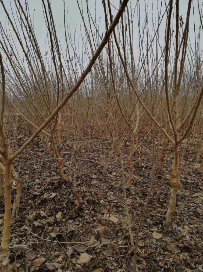 桑葚树苗