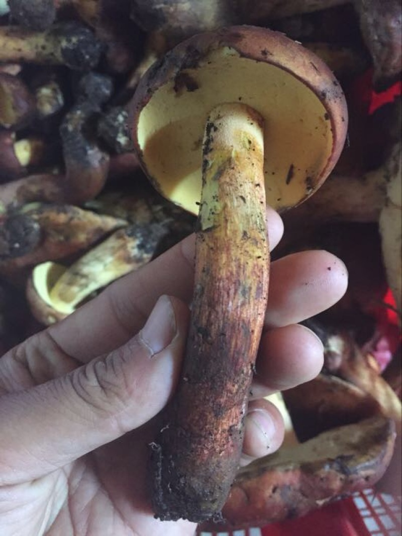白葱菌