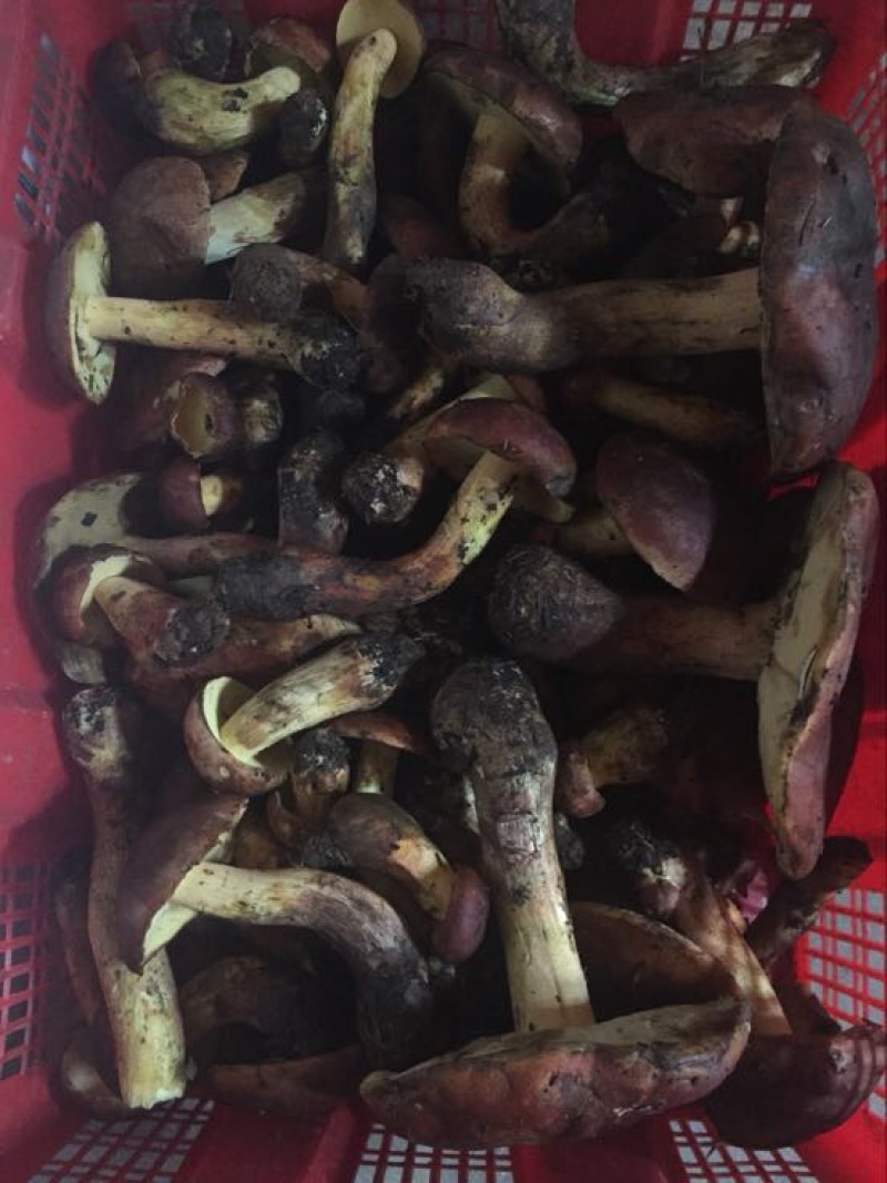 白葱菌