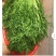 雪里蕻梅干菜