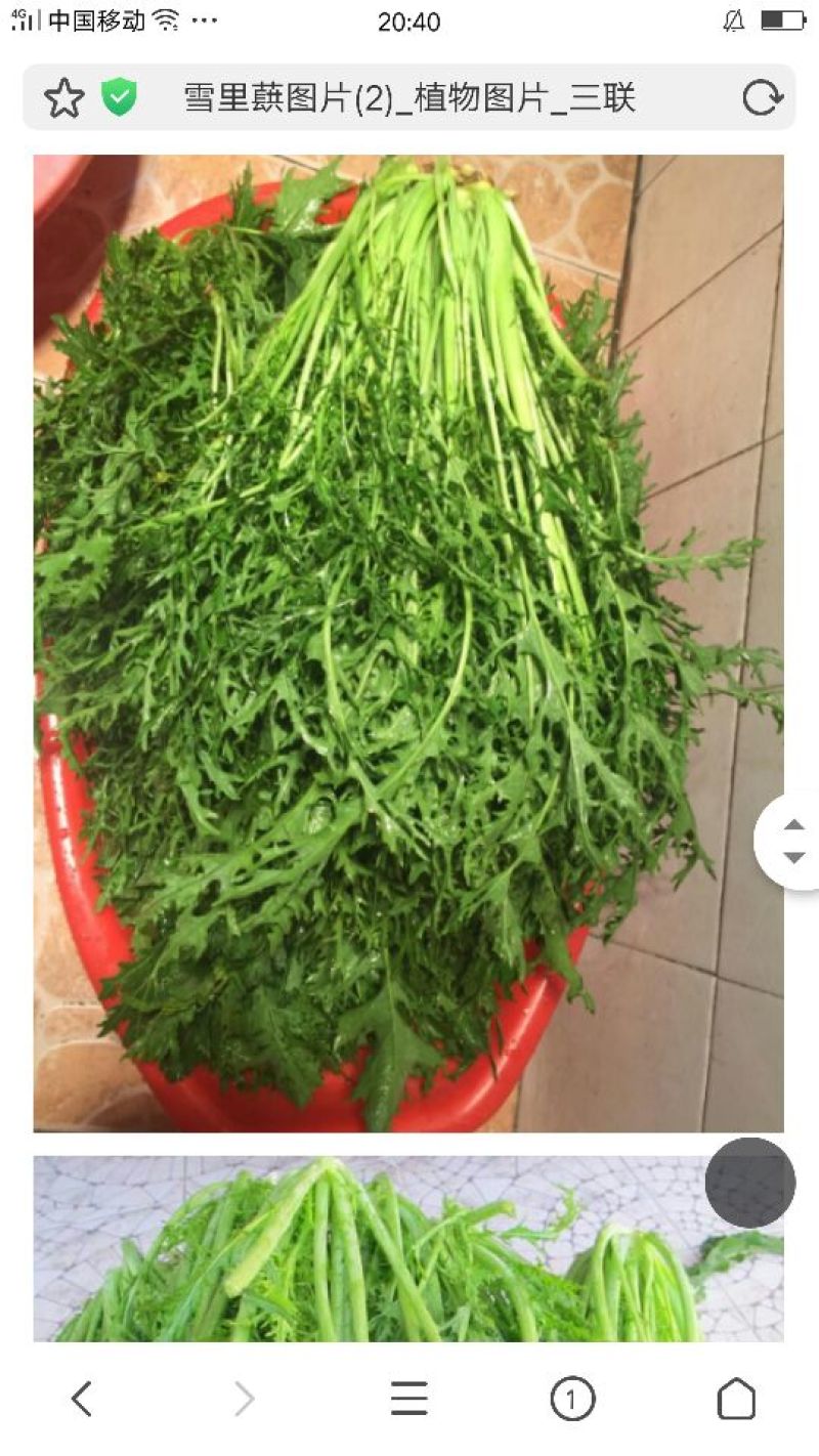 雪里蕻梅干菜