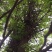 野生皂角刺