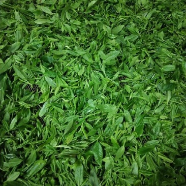 高山红茶，味道香，汤色好，暖胃！是一款实惠的养生茶！