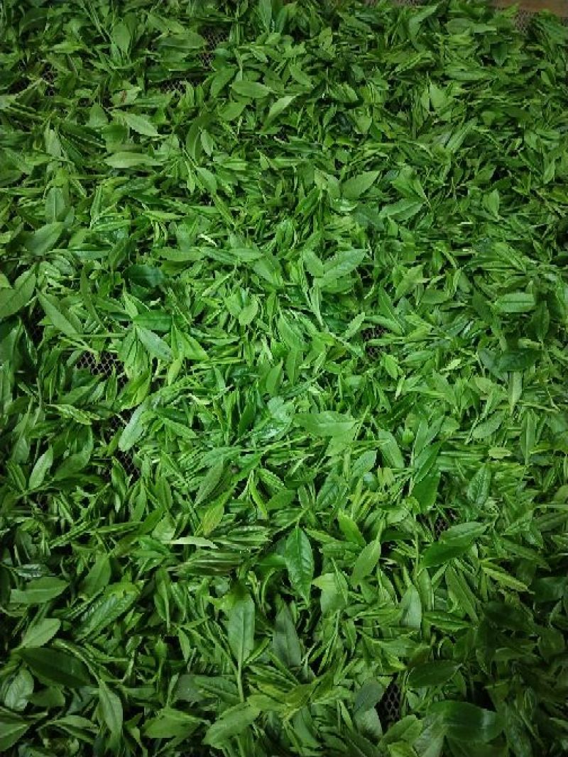 高山红茶，味道香，汤色好，暖胃！是一款实惠的养生茶！