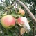 又甜又脆又大的苹果