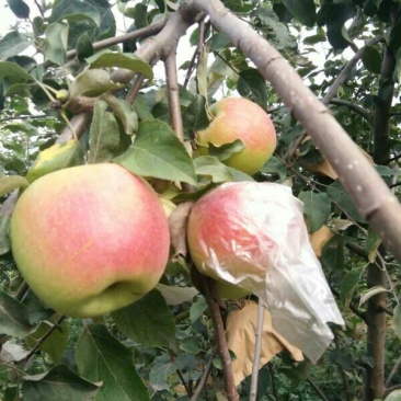 又甜又脆又大的苹果