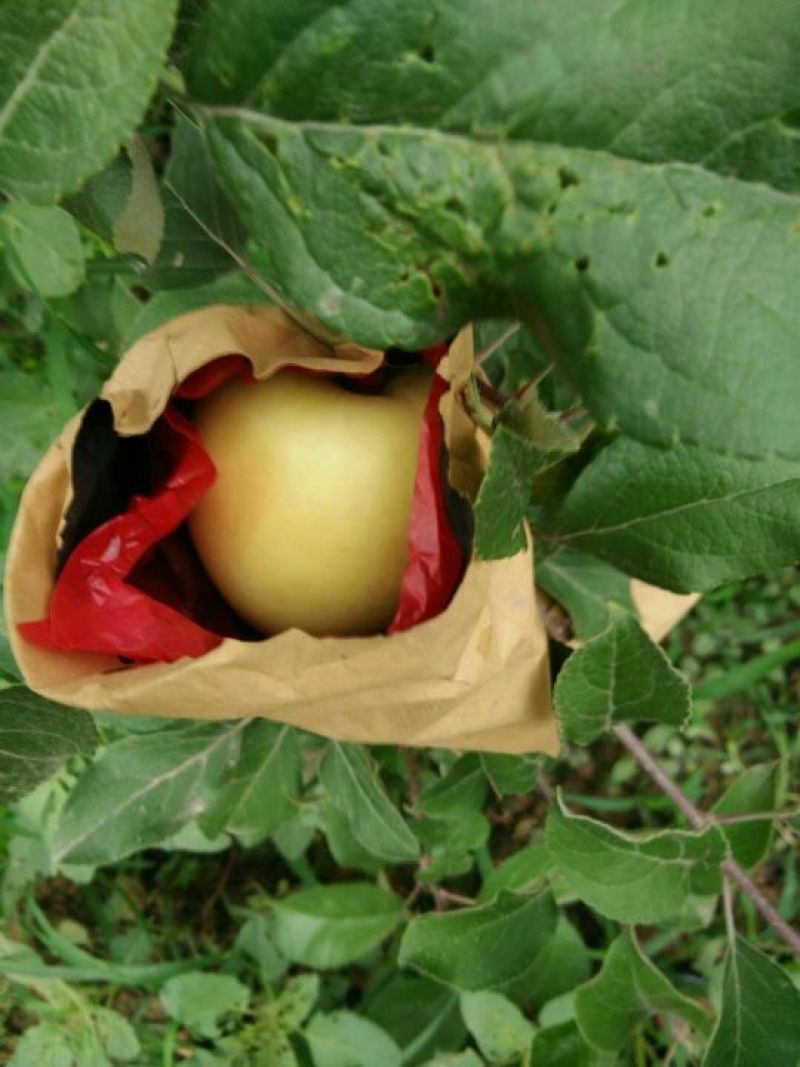又甜又大又脆的苹果带装袋