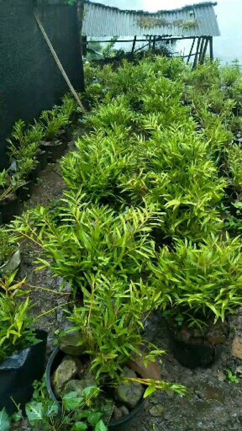 石斛，叠鞘石斛，可做盆景我们这里种植有200多年了的历史