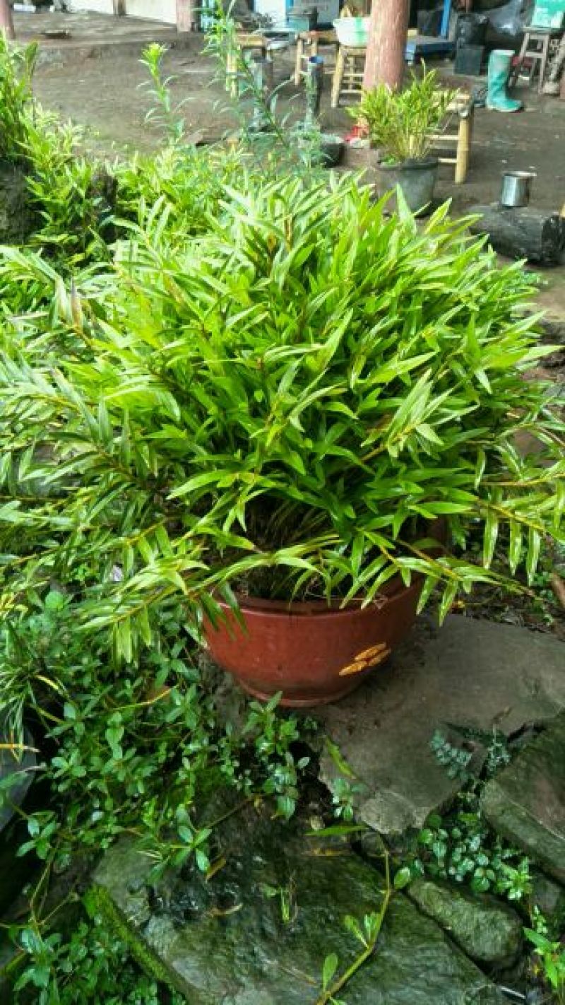 石斛，叠鞘石斛，可做盆景我们这里种植有200多年了的历史